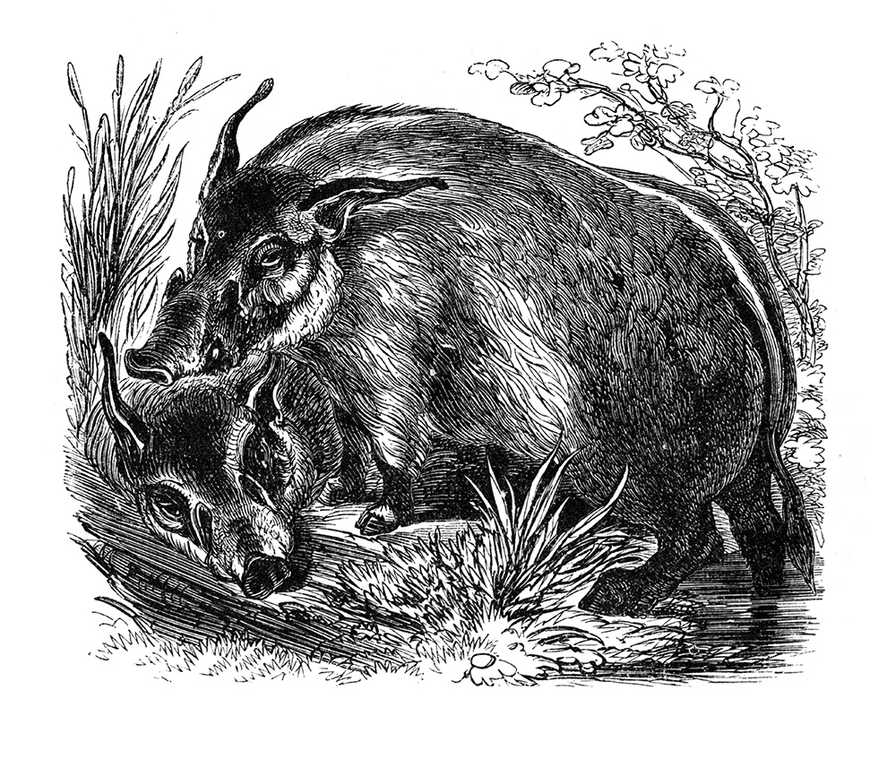 guinea-hog-illustration-647-1a.jpg