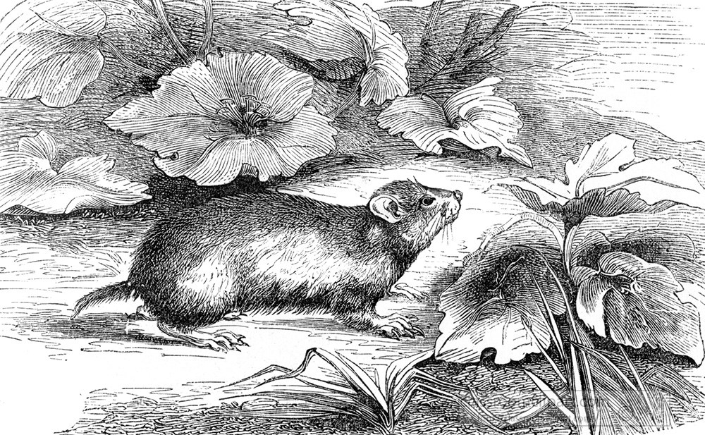 hamster-illustration-451a.jpg