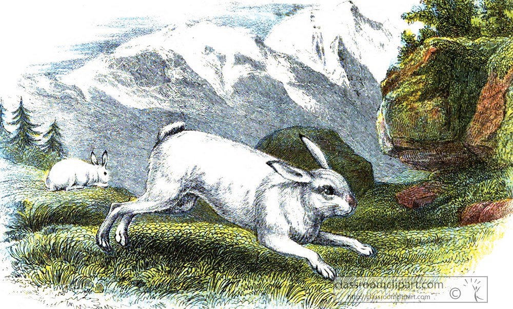 hare-running-in-meadow-color-illustration.jpg