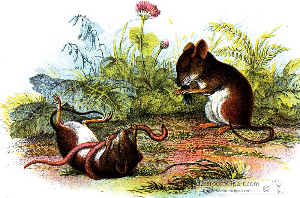 harvest-mouse-with-worm-in-mouth-color-illustration.jpg