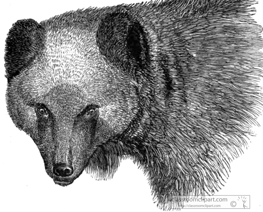 head-of-brown-bear-animal-historical-illustration.jpg