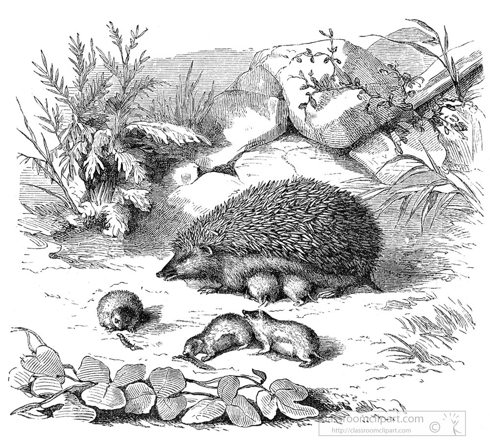 hedgehog-illustration-517aa.jpg