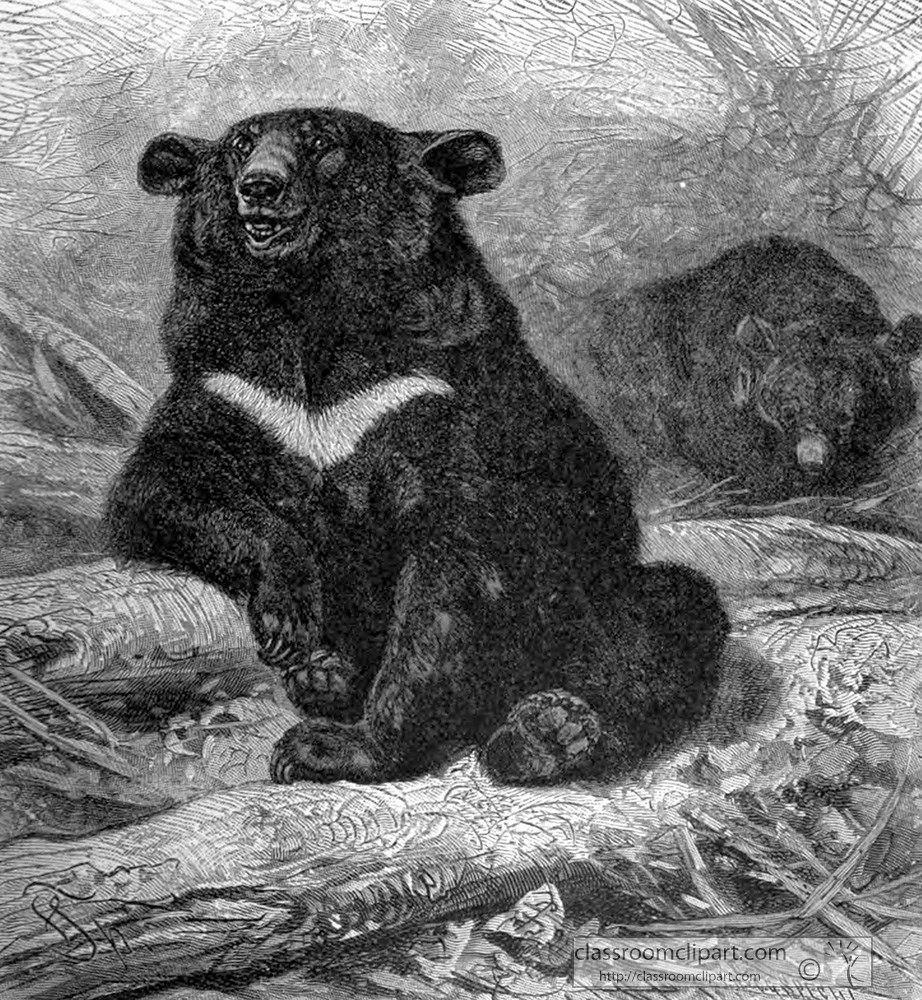 himalayan-black-bear-animal-historical-illustration.jpg