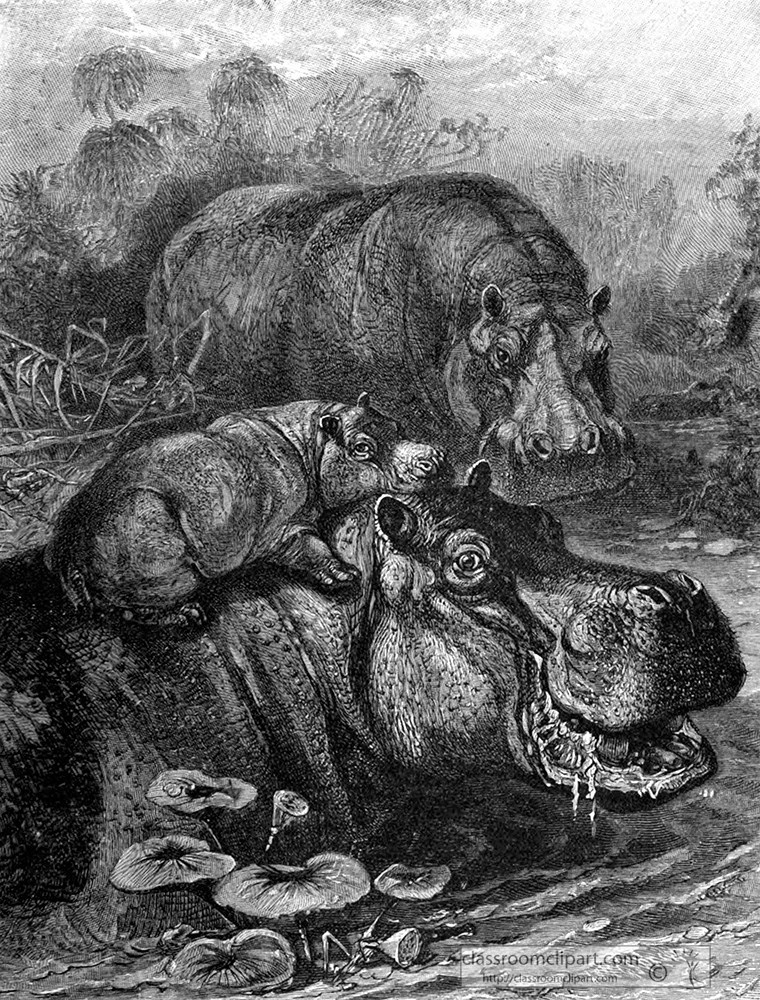hippopatami-family-in-a-lake-animal-historical-illustration.jpg
