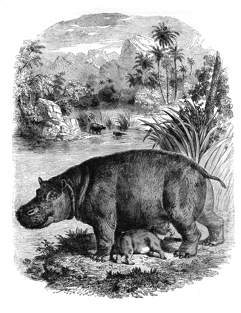 hippopotamus-illustration-640.jpg