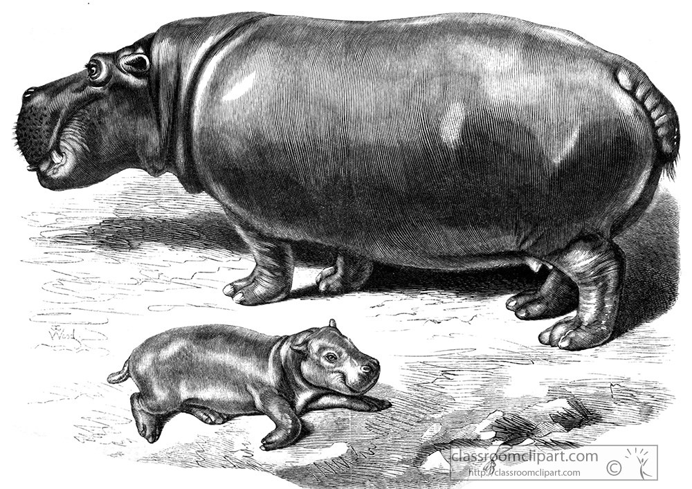hippopotamus-illustration.jpg