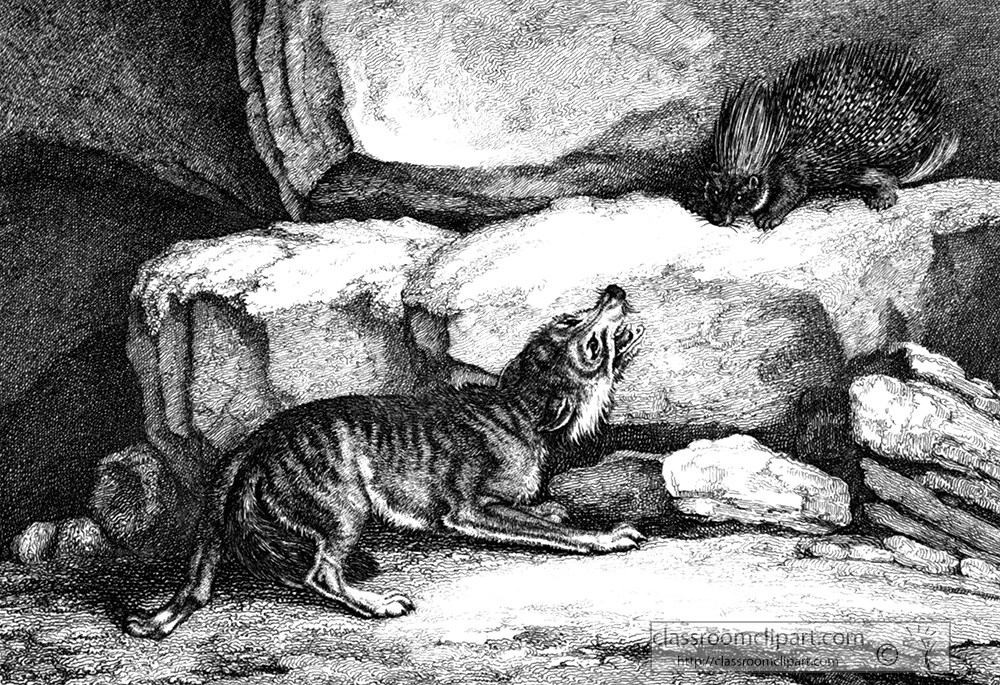 historical-engraving-animal-illustration-148a.jpg