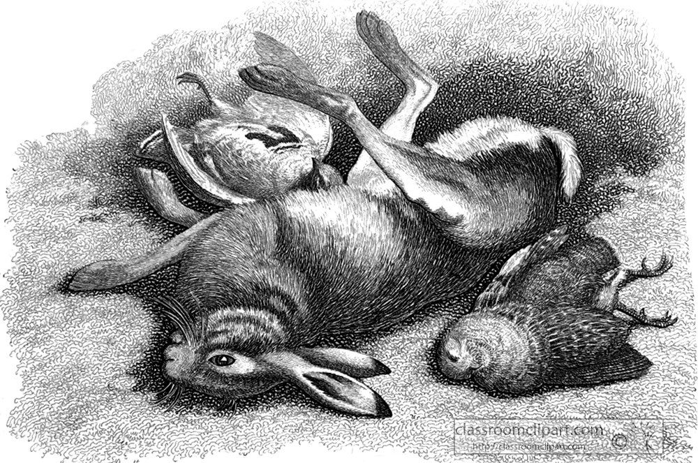historical-engraving-animal-illustration-226a.jpg