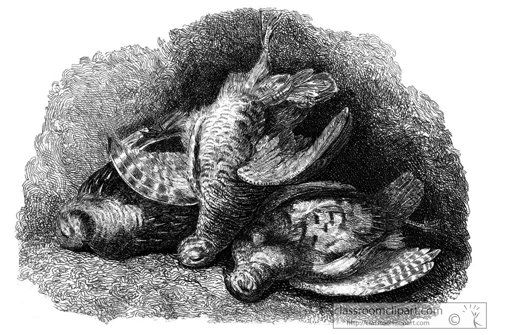 historical-engraving-animal-illustration-228.jpg