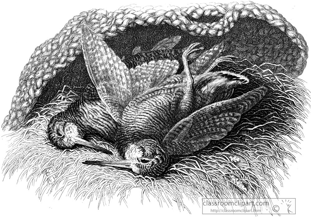 historical-engraving-animal-illustration-269za.jpg
