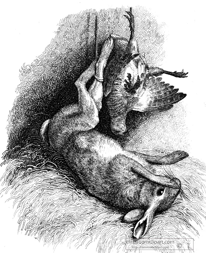 historical-engraving-animal-illustration-271za.jpg