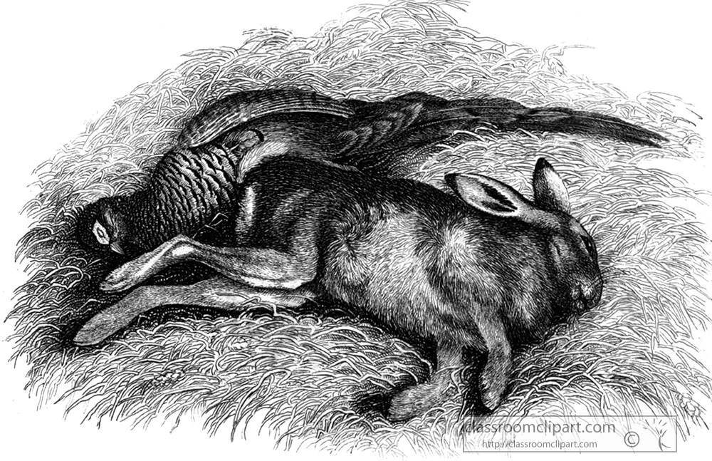historical-engraving-animal-illustration-273za.jpg