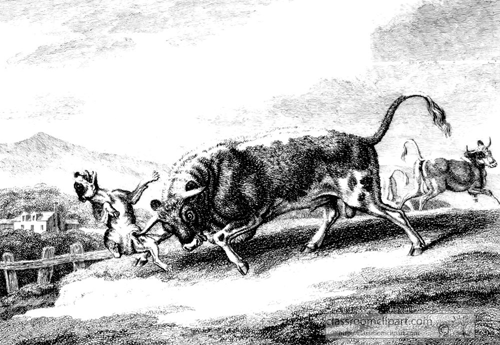 historical-engraving-animal-illustration-bull-265za.jpg