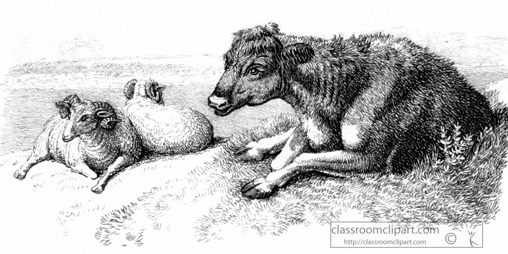 historical-engraving-animal-illustration-cow-255a.jpg