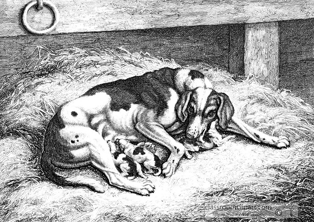 historical-engraving-animal-illustration-hound-dog-pups-071z2.jpg