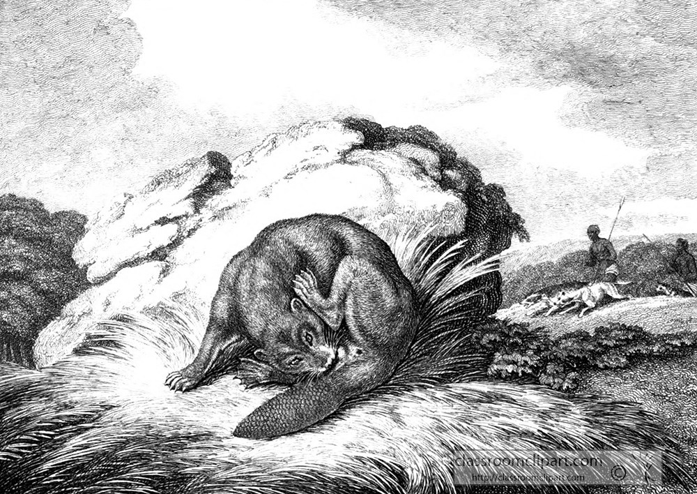 historical-engraving-beaver-121a.jpg