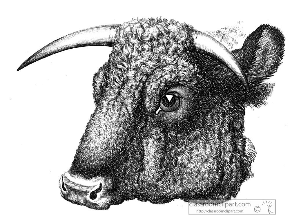 historical-engraving-bull-closeup-261za.jpg