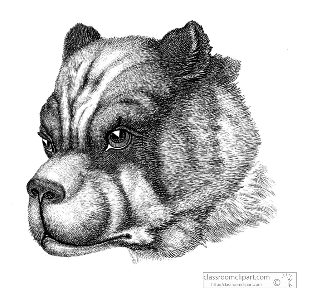 historical-engraving-bull-dog-face-128a.jpg