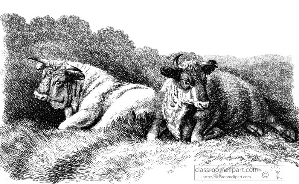 historical-engraving-cow-sitting-on-grass-126a.jpg