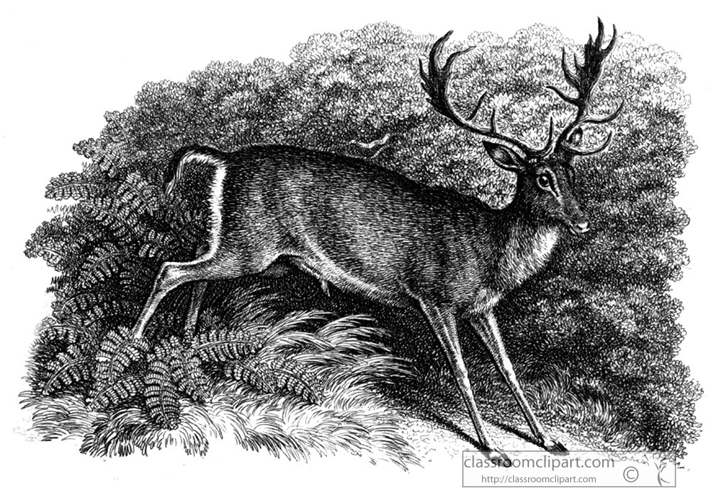 historical-engraving-deer-140z.jpg