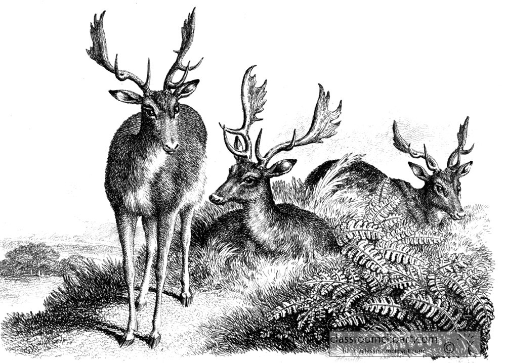historical-engraving-deer-142z.jpg