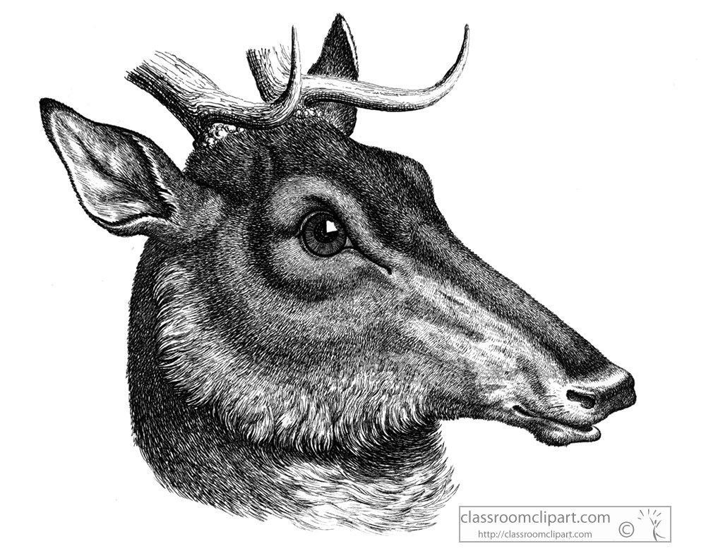 historical-engraving-deer-head-144a.jpg