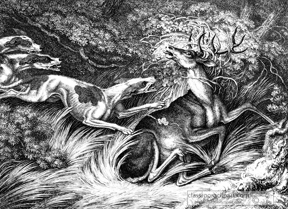historical-engraving-dogs-attacking-a-stag-094a.jpg