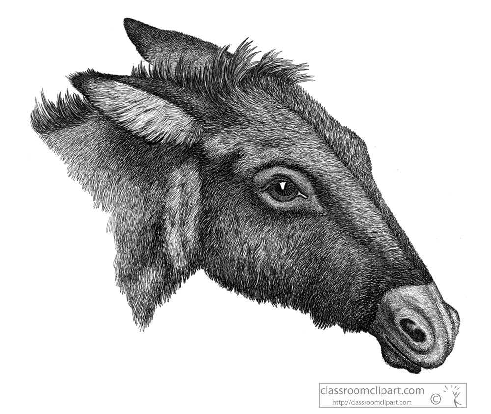 historical-engraving-donkey-head-illustration-103.jpg