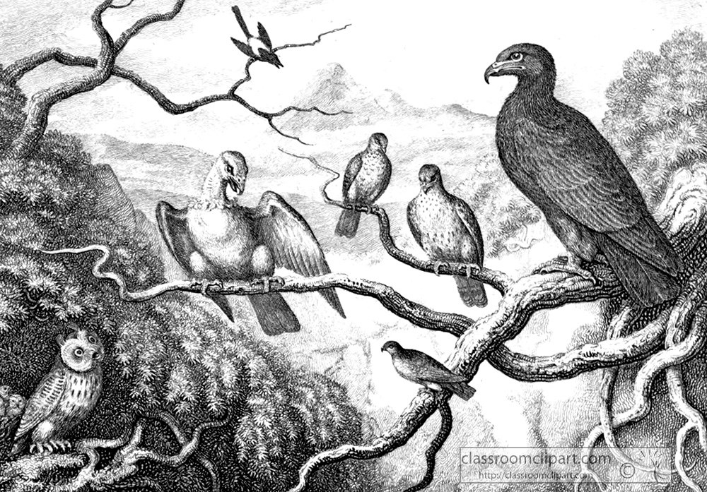 historical-engraving-eagle-birds-with-owl-in-tree-189a.jpg
