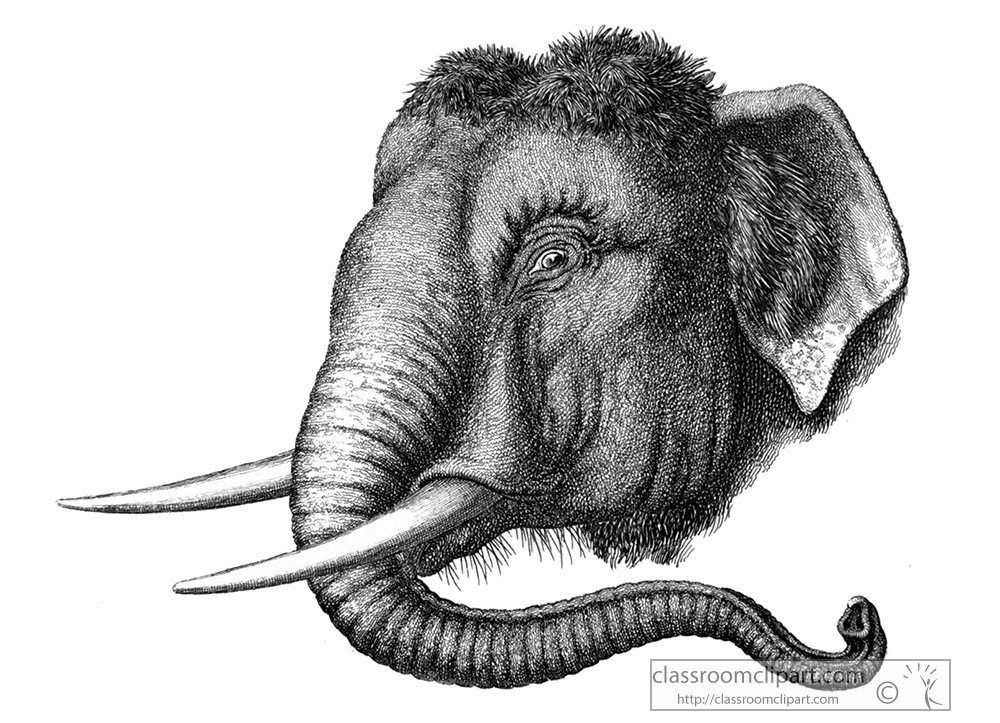 historical-engraving-elephant-head-193.jpg