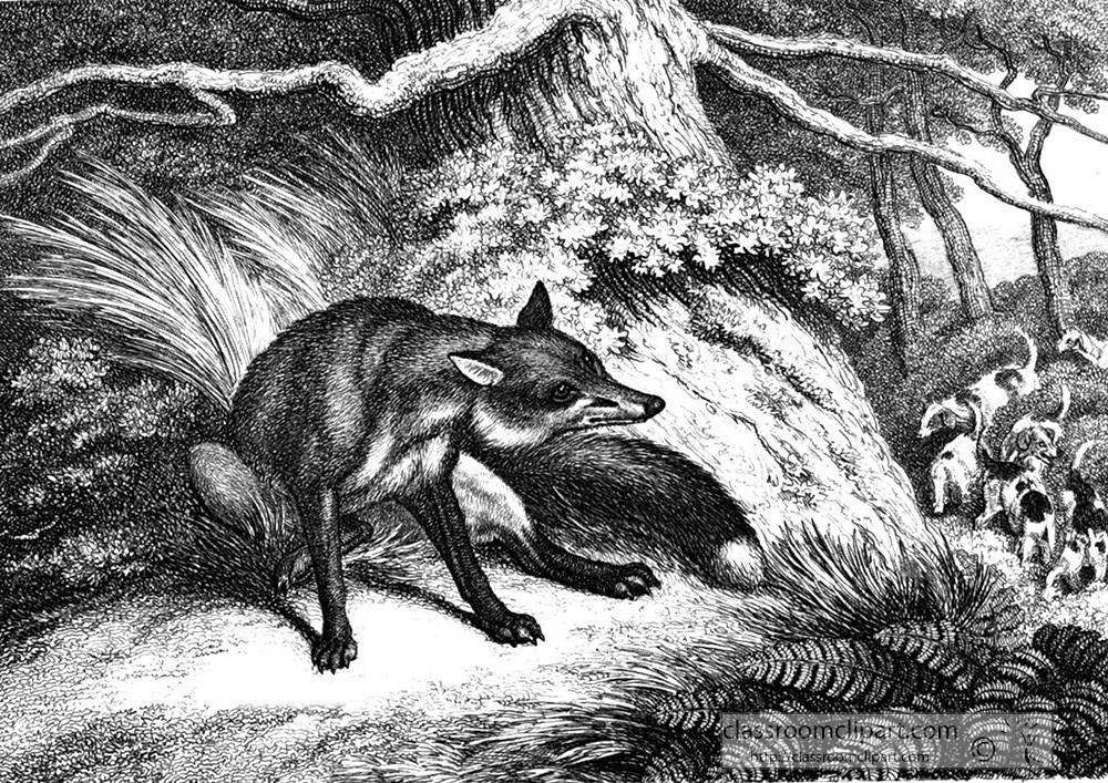 historical-engraving-fox-069a.jpg