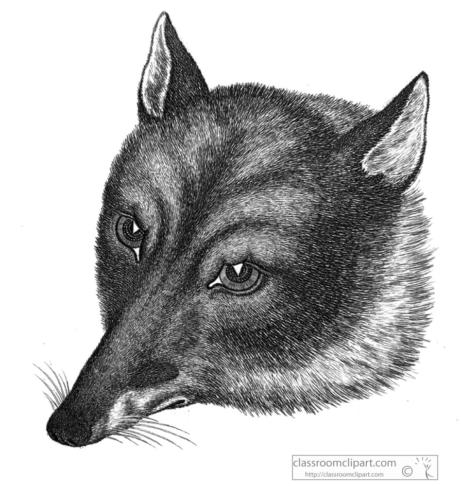 historical-engraving-fox-178z.jpg