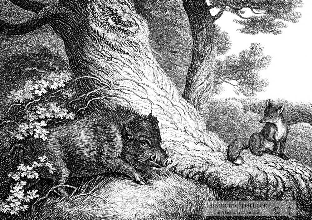 historical-engraving-fox-wild-boar-038.jpg