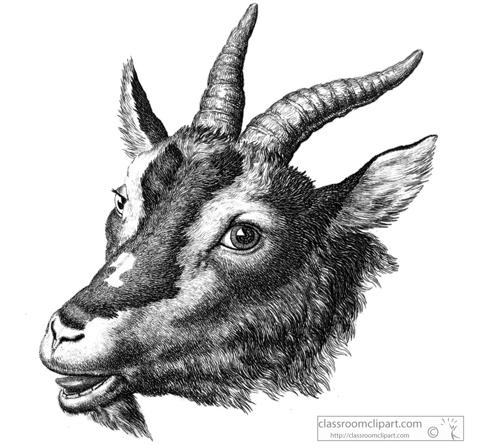 historical-engraving-goat-head-195.jpg