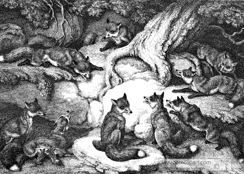 historical-engraving-group-foxes-237a.jpg