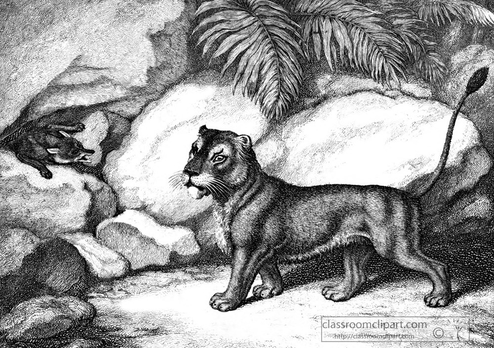 historical-engraving-lion-fighting-fox-082a.jpg