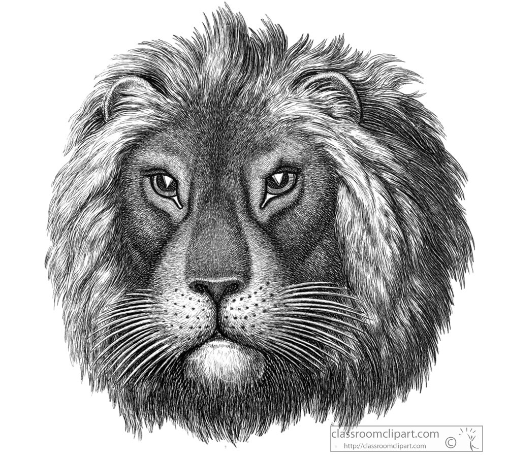 historical-engraving-lion-head-illustration-184.jpg