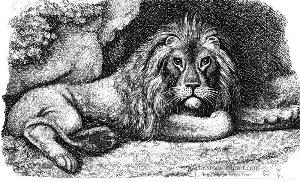 historical-engraving-lion-resting-illustration-134.jpg