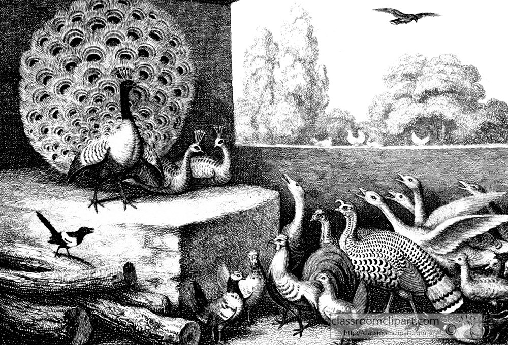 historical-engraving-peacock-046a.jpg