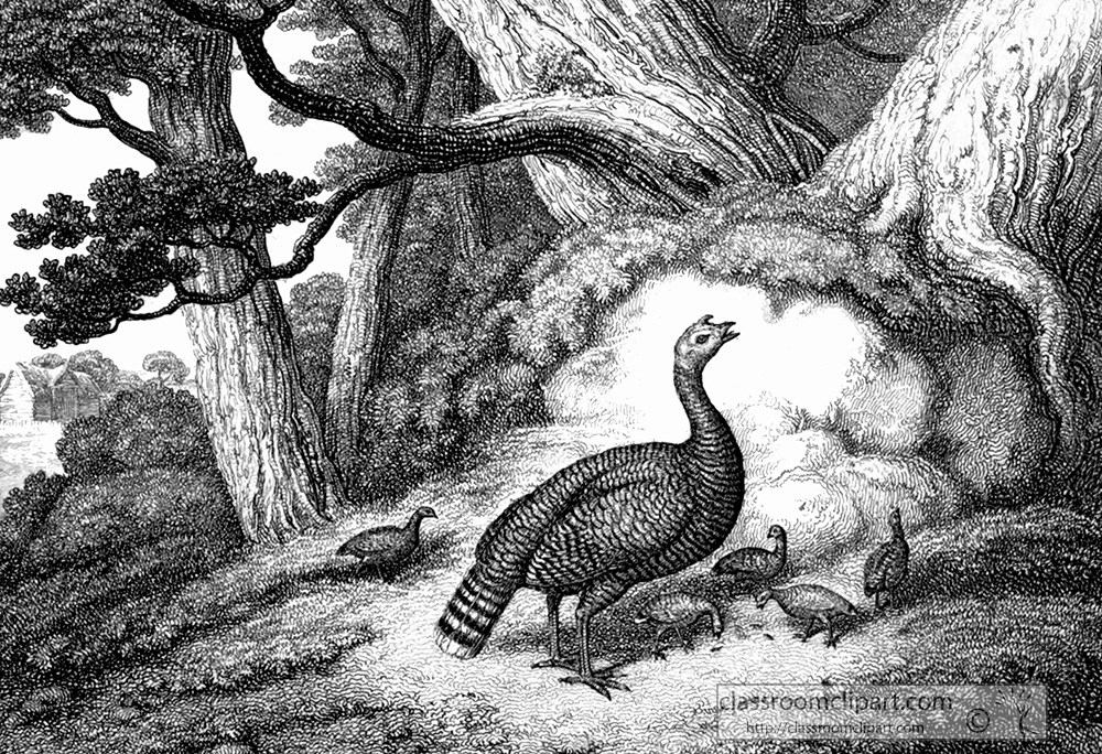 historical-engraving-pheasant-288aa.jpg
