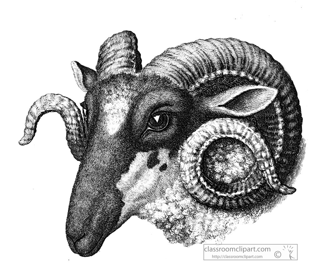 historical-engraving-ram-animal-illustration-017.jpg