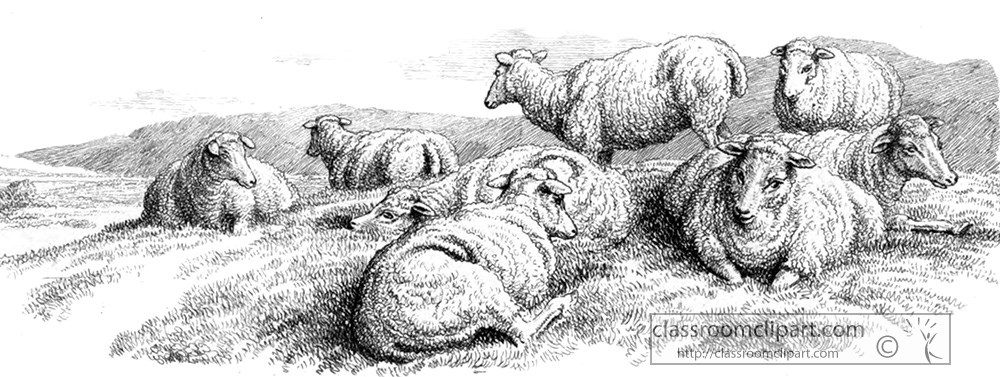 historical-engraving-sheep-253a.jpg