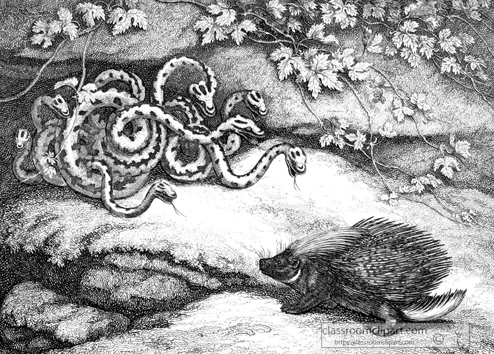 historical-engraving-snakes-porcupine-086z.jpg