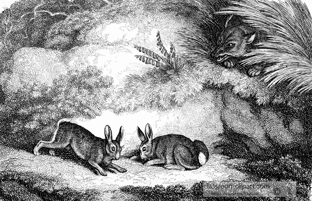 historical-engraving-two-hares-277za.jpg