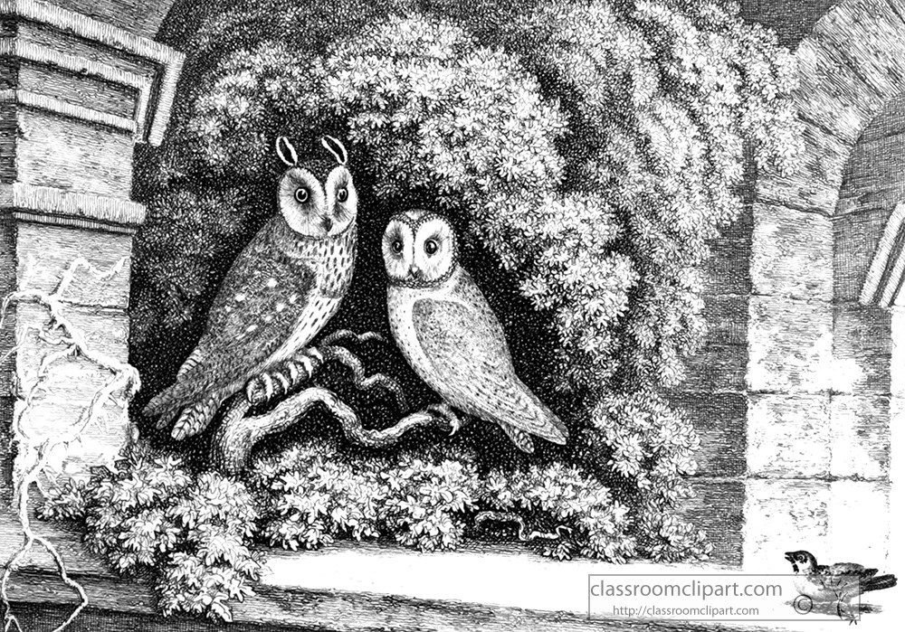 historical-engraving-two-owls-in-tree-illustration-284z.jpg