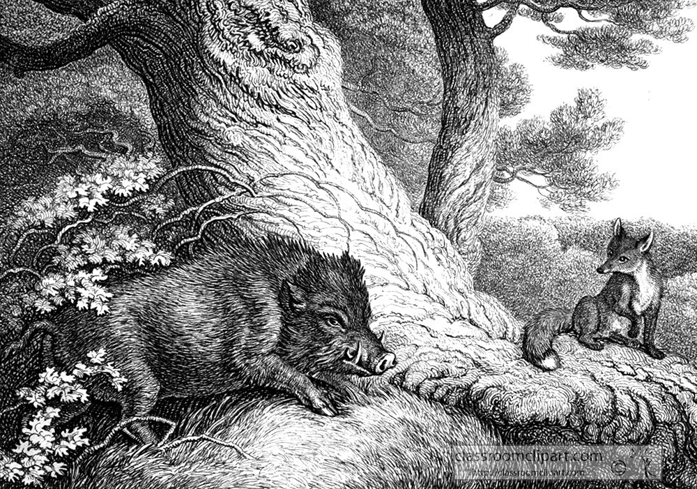 historical-engraving-wild-boar-038a.jpg