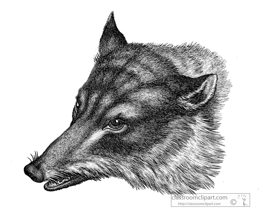 historical-engraving-wolf-head-168a.jpg