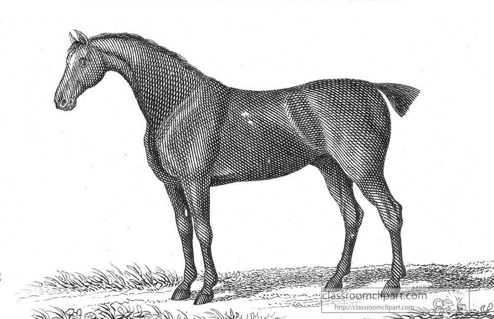 horse-animal-illustration-21a.jpg