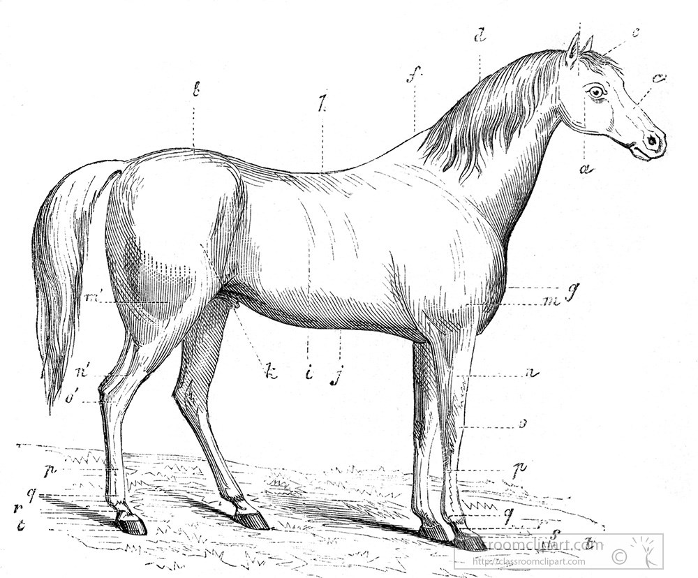 horse-illustration-187a.jpg
