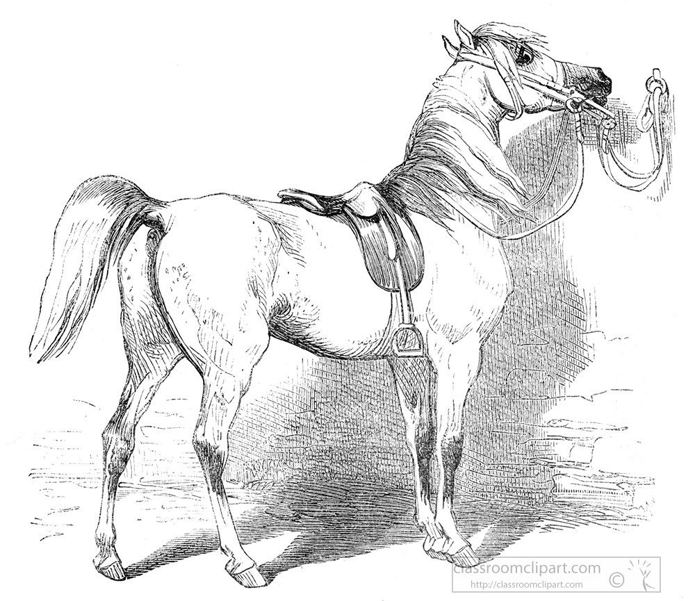horse-illustration-205a.jpg